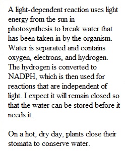 Photosynthesis Discussion